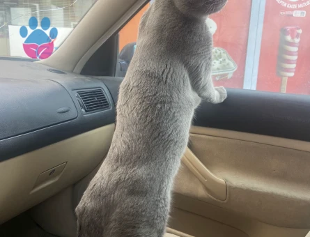 Scootish fold 3 Yaşında Kedim Eş Arıyor