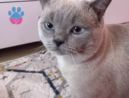 British Shorthair Dumana eş arıyoruz