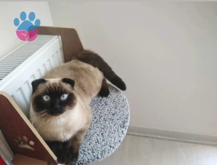 Maviş beye gelin arıyoruz