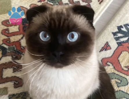 Maviş beye gelin arıyoruz