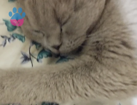 British Kedime eş arıyorum