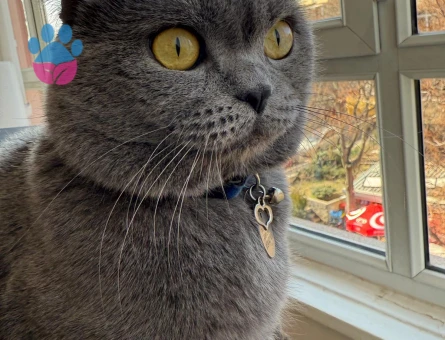 British Shorthair Erkek 4 yaşında