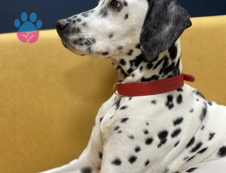 Dalmaçyalı Erkek 4 yaşında