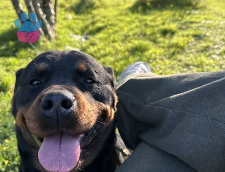 ROTTWEİLER A SCRLİ SAF KAN HEM DİŞİ HEM ERKEK ÇİFT ARIYORUM