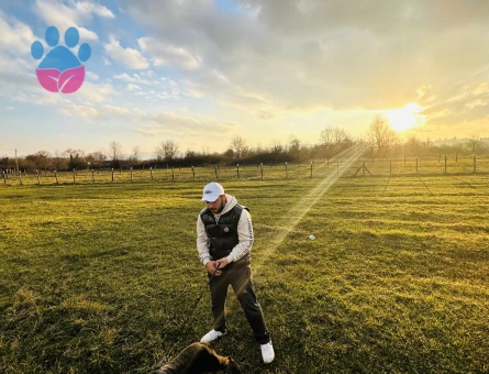 ROTTWEİLER A SCRLİ SAF KAN HEM DİŞİ HEM ERKEK ÇİFT ARIYORUM