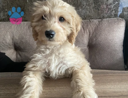 oğluma eş arıyorum