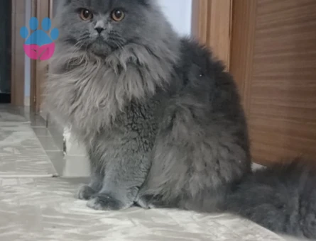 British Longhair Cinsi Kedime Erkek Eş Arıyorum