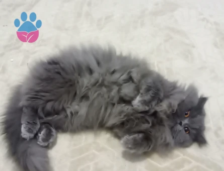 British Longhair Cinsi Kedime Erkek Eş Arıyorum