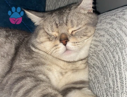 British cinsi oğlumuza eş arıyoruz :)