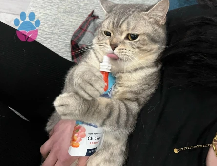 British cinsi oğlumuza eş arıyoruz :)