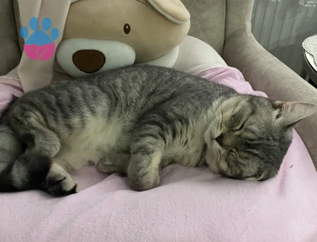 British cinsi oğlumuza eş arıyoruz :)