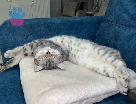 British cinsi oğlumuza eş arıyoruz :)