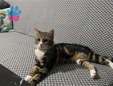 Oğlumuza dişi kedi arıyoruz