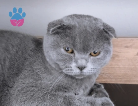 Scothis fold dişi eş ariyoruz 1 yasinda