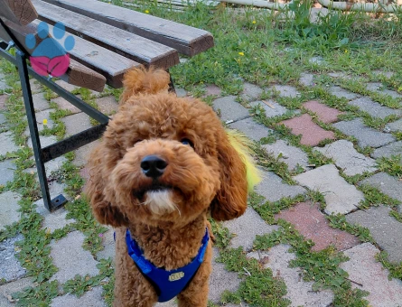 Toy Poodle Köpeğimize cins Eş arıyorz