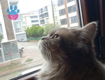 Kedimi çiftleştirmek istiyorum