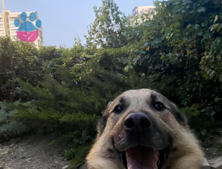 Minyatür Alman Kurdu Cinsi Köpeğim Eş Arıyor