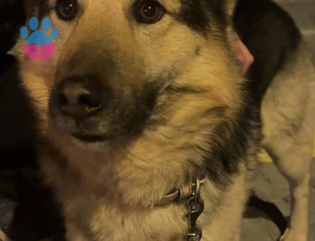 Minyatür Alman Kurdu Cinsi Köpeğim Eş Arıyor