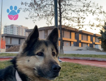 Minyatür Alman Kurdu Cinsi Köpeğim Eş Arıyor