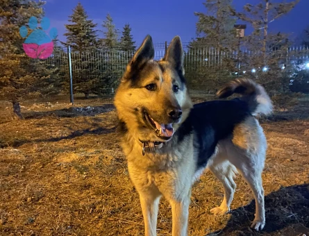 Minyatür Alman Kurdu Cinsi Köpeğim Eş Arıyor