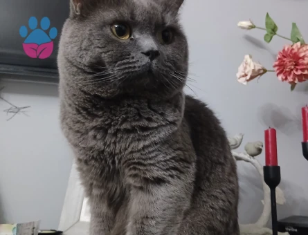 British shorthair oğlumuza eş arıyoruz