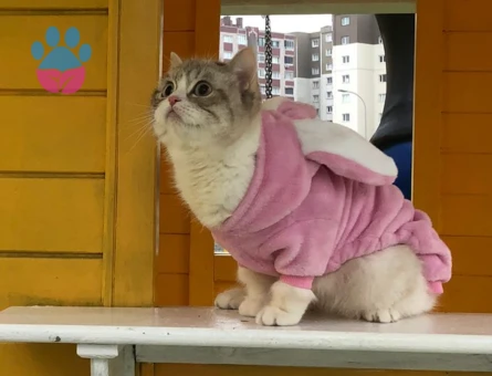 British Shorthair 1 Yaşındaki Kedime Eş Arıyorum