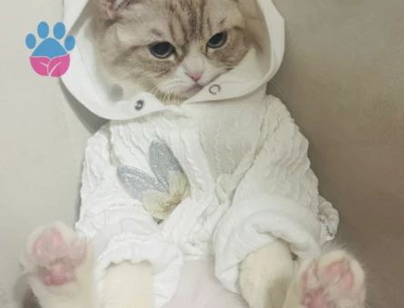 British Shorthair 1 Yaşındaki Kedime Eş Arıyorum