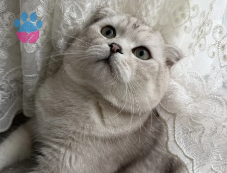 OĞLUMUZA DİŞİ KEDİ ARIYORUZ