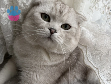 OĞLUMUZA DİŞİ KEDİ ARIYORUZ