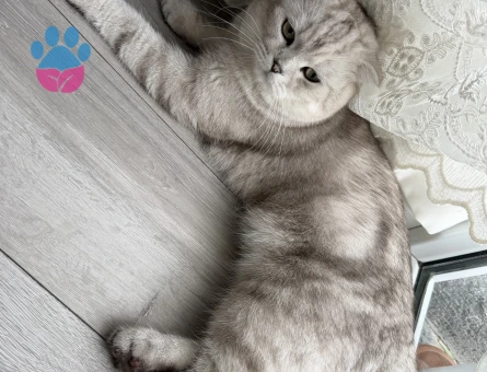 OĞLUMUZA DİŞİ KEDİ ARIYORUZ