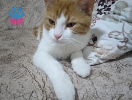 Sarman cinsi oğluma acil eş ariyorum