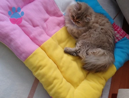 British Longhair Kedimize Eş Arıyoruz