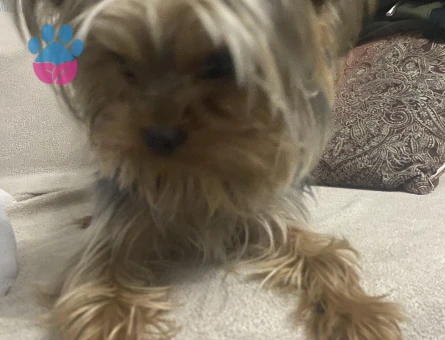 Oğluma eş arıyorum yer ankara