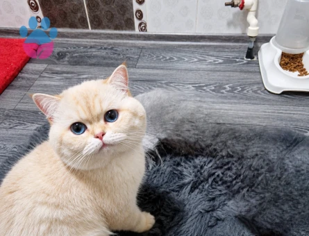 British Shorthair 2 Yaşında Eş Arıyor