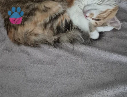 Calico Longhair Kedime Eş arıyorum