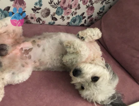 4 yaş erkek Malta terrier