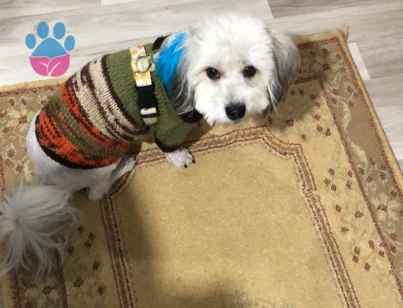 4 yaş erkek Malta terrier