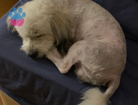 4 yaş erkek Malta terrier