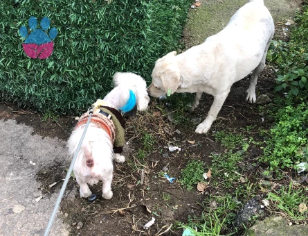 4 yaş erkek Malta terrier