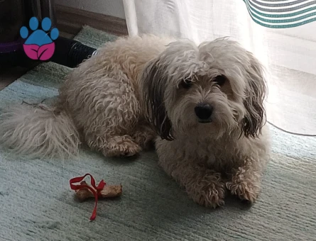 4 yaş erkek Malta terrier