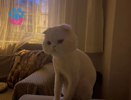 oglusumaa es ariyorumm