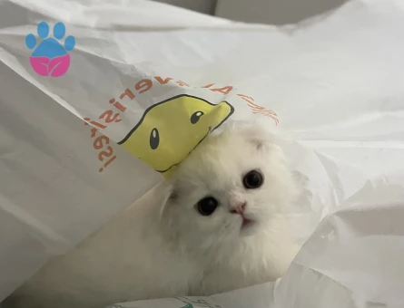 oglusumaa es ariyorumm