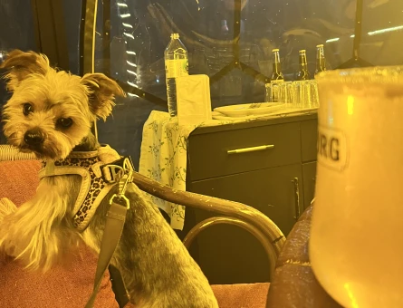 Yorkshire Terrier Şurup 1 Yaşında - 118984075