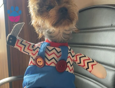 Yorkshire Terrier Şurup 1 Yaşında