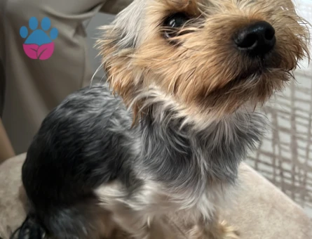 Yorkshire Terrier Şurup 1 Yaşında