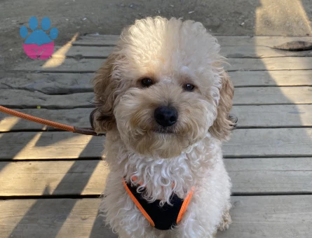 Toy Poodle Efe’mize Eş arıyoruz