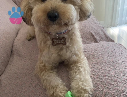 Toy Poodle Efe’mize Eş arıyoruz