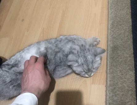 British Shorthair Şila Yuva Arıyor - 4465