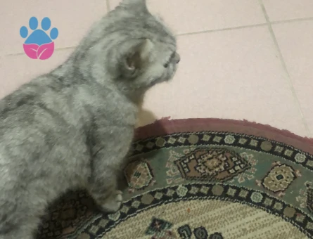 British Shorthair Şila Yuva Arıyor