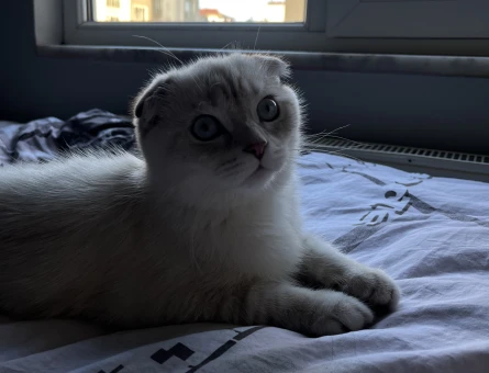 Scottish Fold Kedime eş arıyorum - 118984080